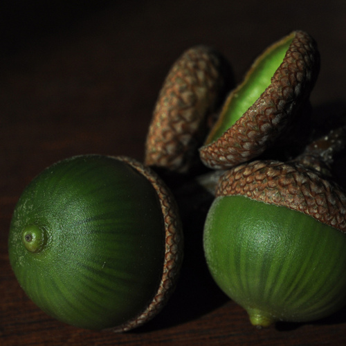 Fresh Acorns Content in a Cottage