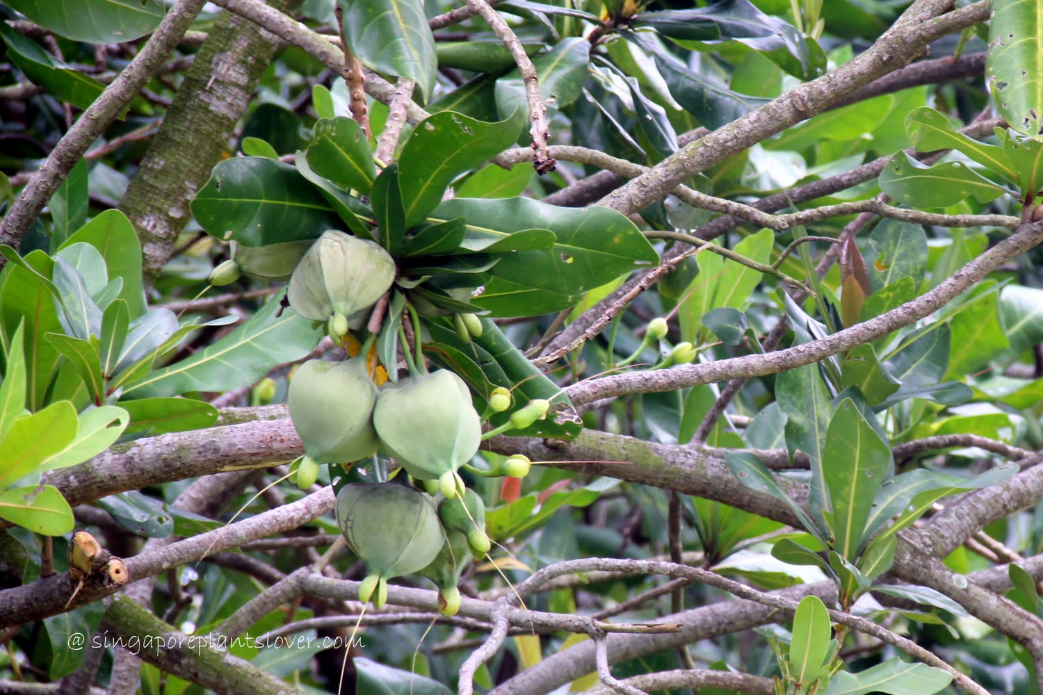 Singapore Plants Lover Mangrove Trees At Pasir Ris Park