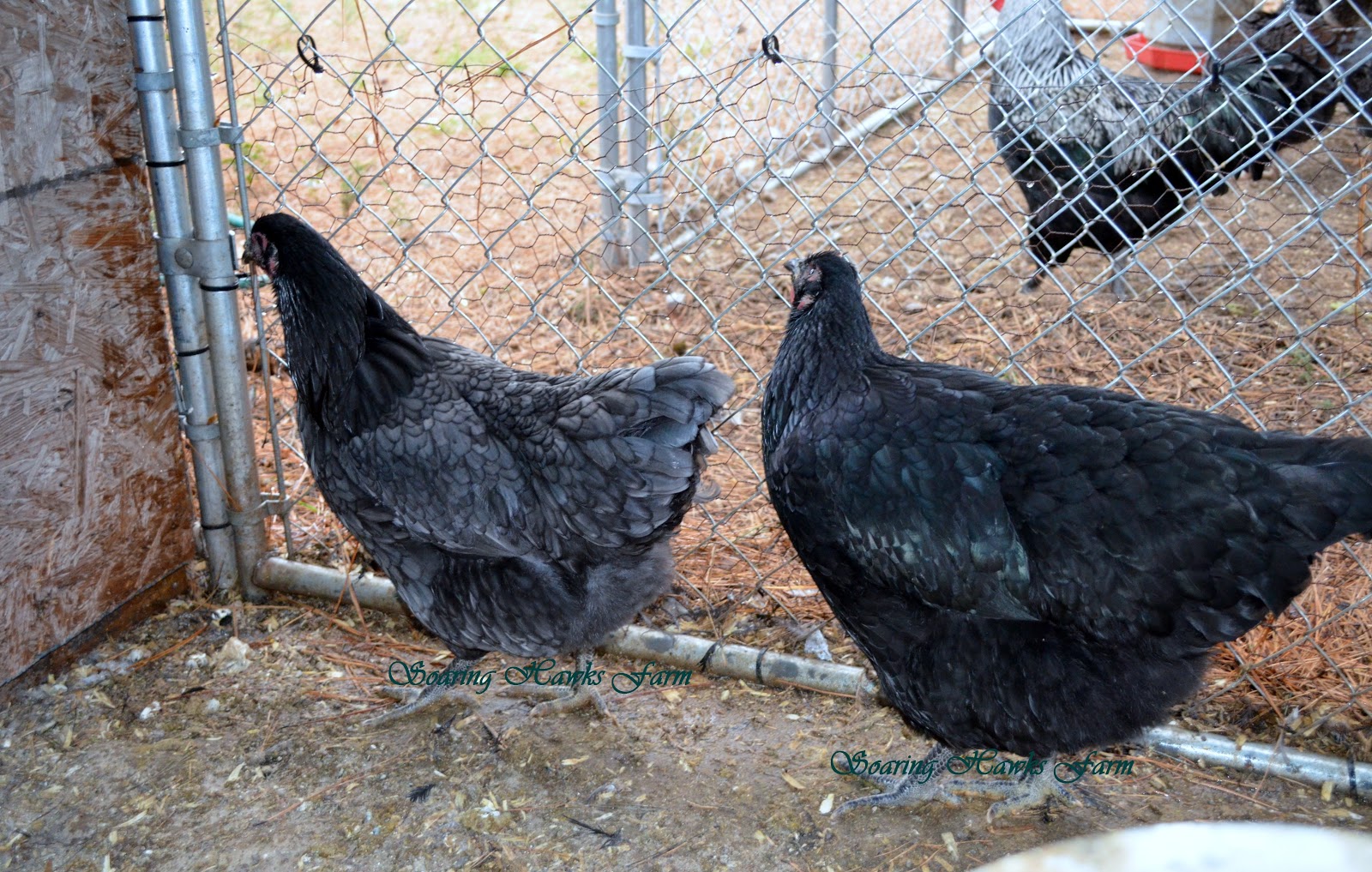 Soaring Hawks Farm Jersey Giants Blue,Black,Splash