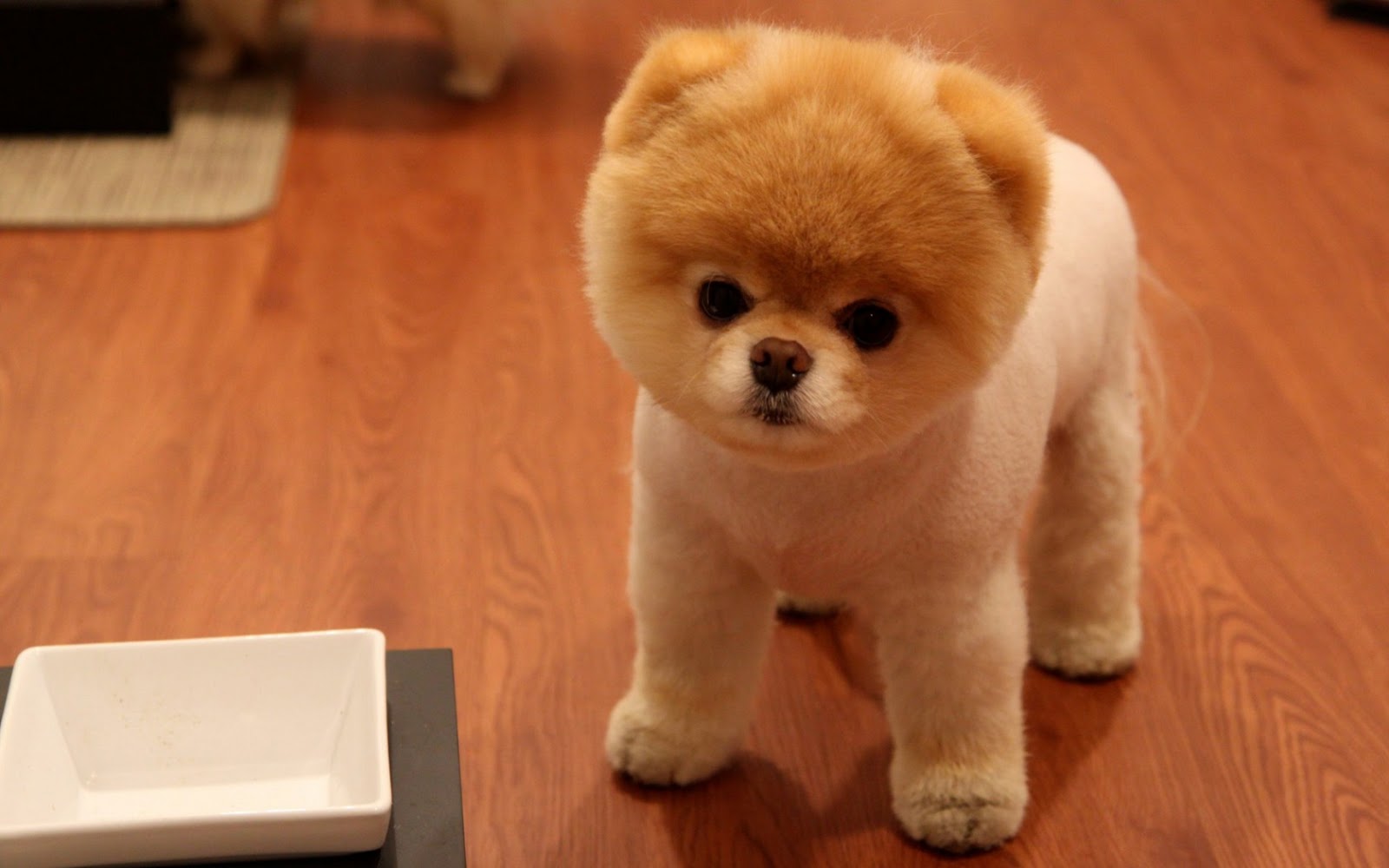 http://4.bp.blogspot.com/-b-Hk-7cv8k4/UYS91_GVPSI/AAAAAAAAFJw/KLqZ4QrMOxE/s1600/cute_pomerian_puppies_hd.jpg