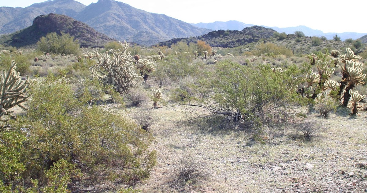 Practical Biology science for everyone Soil, Roots, and Desert Plants