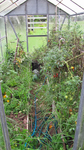 tomatoes greenhouse new zealand north island wwoof workaway