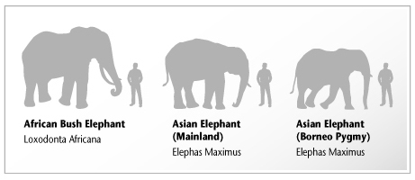 Elefante de Bornéu VS Potol Borneo+Pygmy+Elephants+00