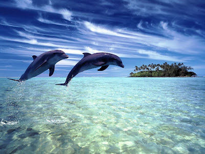 Dolphins Wallpaper Dolphins Wallpapers