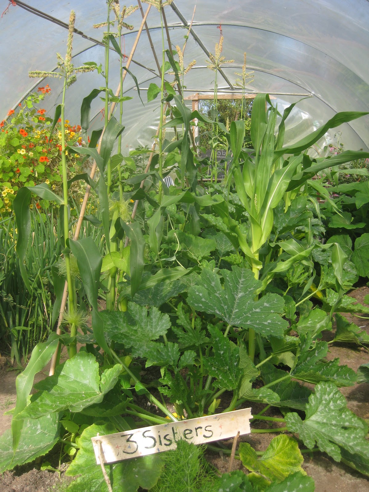 The Three Sisters Planting Guide