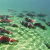 SUBHANALLAH! - IKAN SALMON MEMILIKI GPS TERCANGGIH DI DUNIA