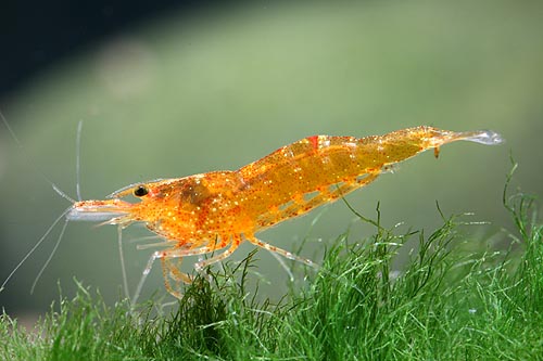 budidaya udang hias pdf 