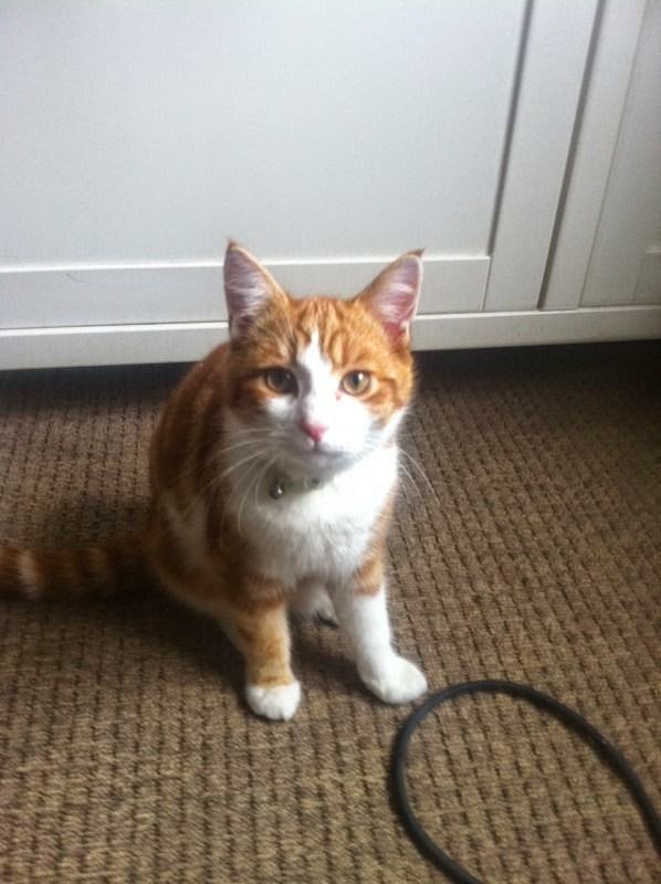 lost ginger and white cat