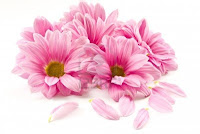 http://4.bp.blogspot.com/-b01NVv-_DWI/UiVMh3ydHYI/AAAAAAAAN-M/kvgbCu4WF6U/s1600/10992896-blooming-beautiful-pink-flower-isolated-on-white-background.jpg