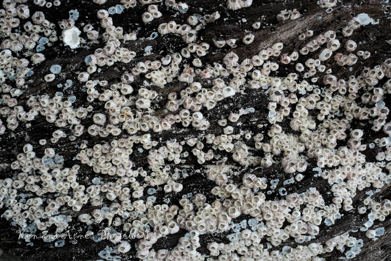 Pulau Sembilan barnacles
