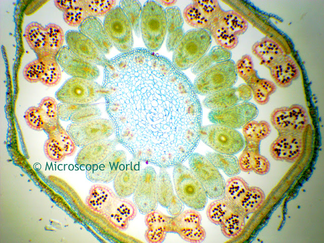 Microscopy image of monocot and dicot at 40x.