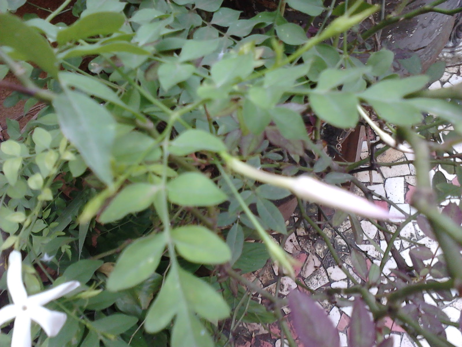 Jasmine Climber