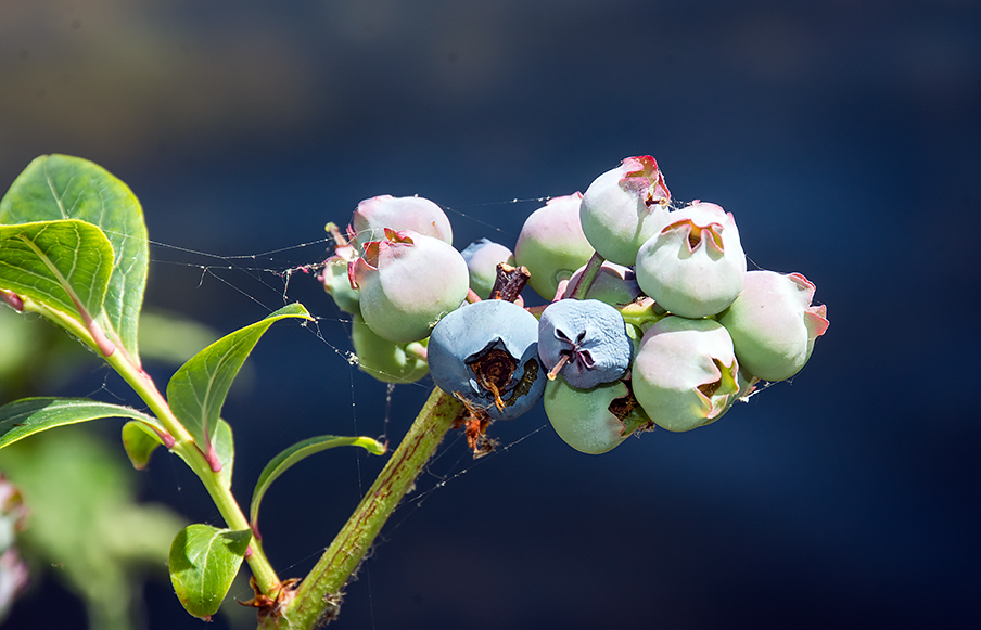 Pacific Science Center Life Sciences Blueberries and Pollinators