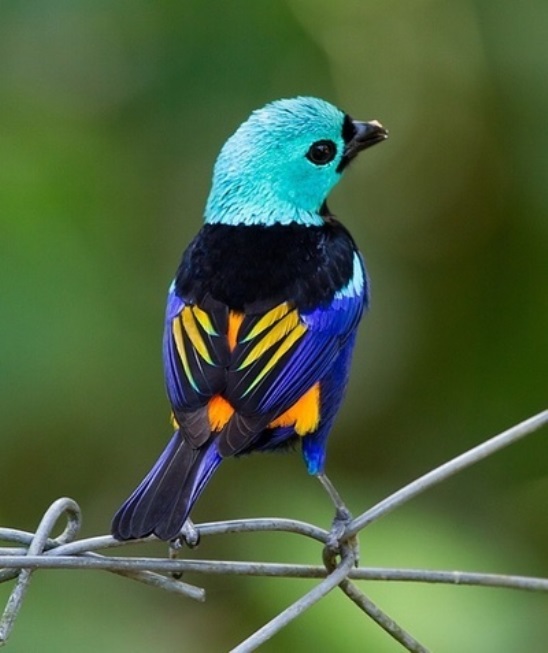 Aves hermosas mundo