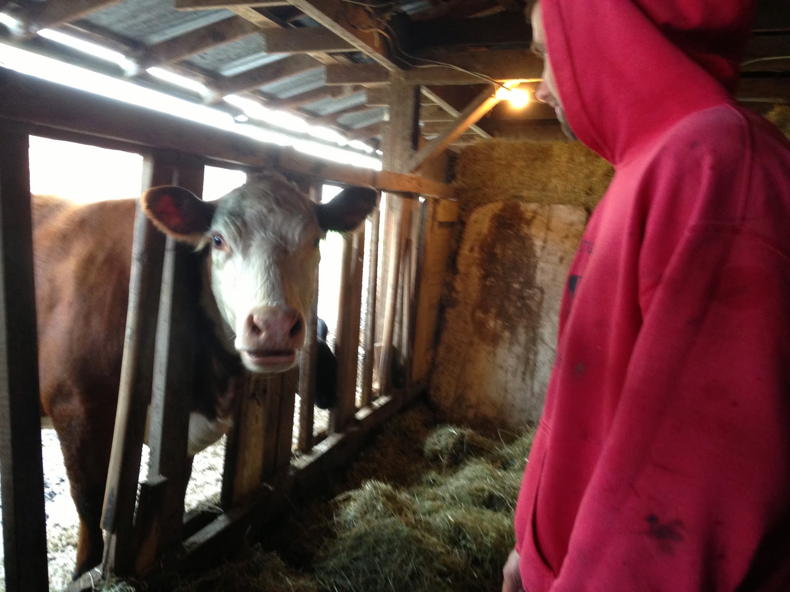 Kimmi's Dairyland Cows eat their fruits and vegetables, too!