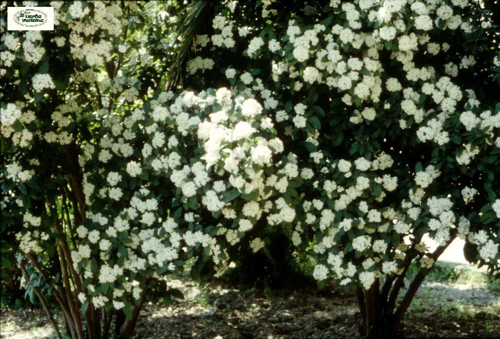 Viburnum tinus: un arbusto utile e dilettevole Malattie del viburno lucido