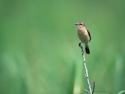 gambar burung kecil, foto burung, wallpaper burung