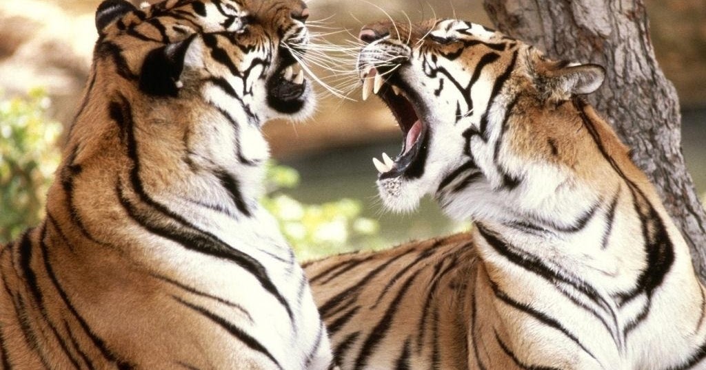 Wild Animal Fights all about photo