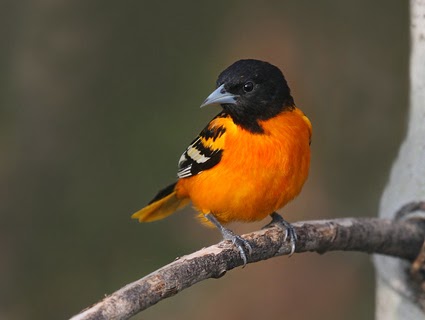 Orchard oriole videos, fotos y hechos - Icterus spurius | Arkive
