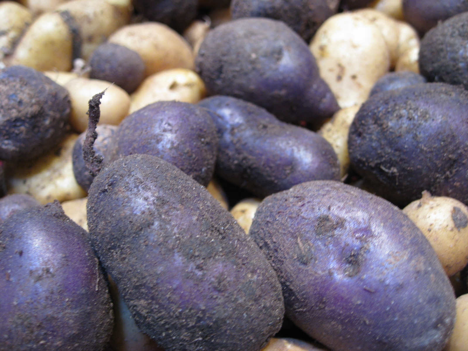 potato with blue hair