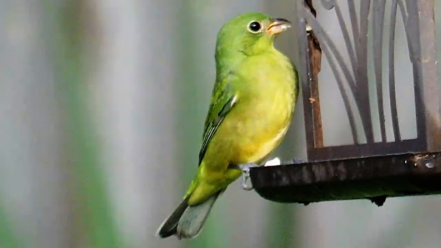 Painted Buntings Arrive In Florida For Winter