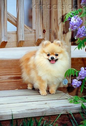 Top 5 Small Dog Breeds for Indoor Pets