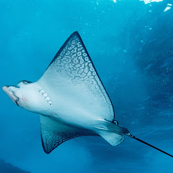 gambar dunia bawah laut, dunia air, gambar ikan, ubur-ubur