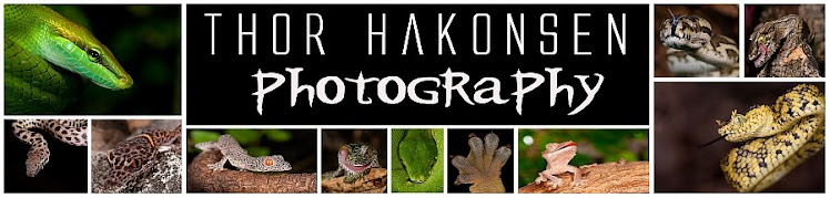 Thor Hakonsen Photography