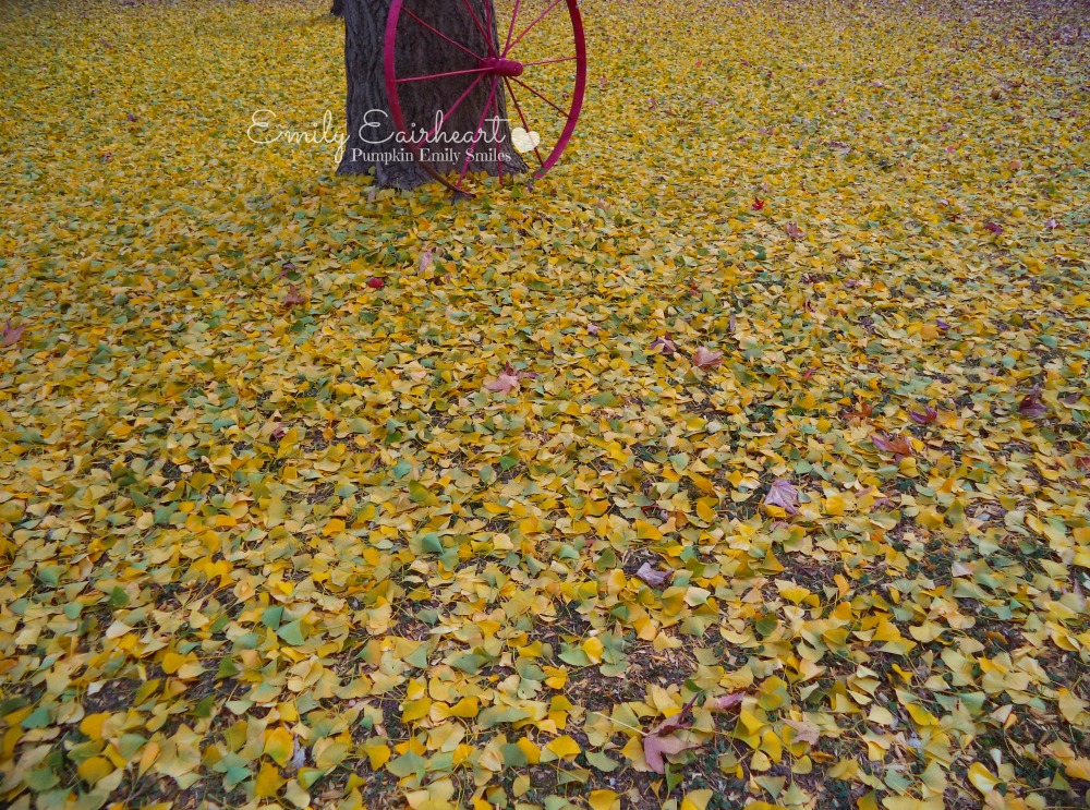 Colorful leaves on the ground and a tree.