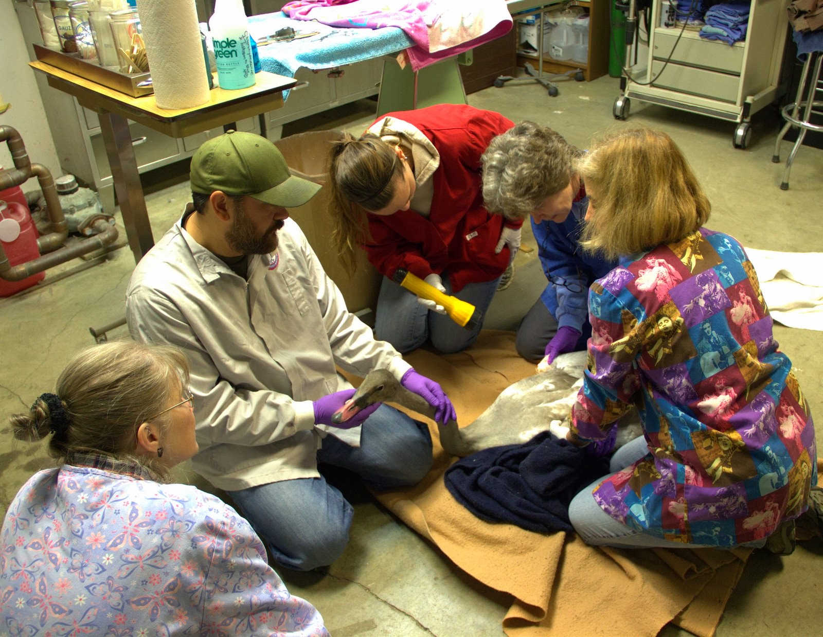 Bird Treatment and Learning Center Another day at the Bird TLC clinic
