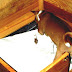 Whelping Box - Dog Breeding Box
