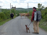 サン・ギエムの道 アヴェーズ - モンダルディエ Avèze - Montdardier Chemin de Saint-Guilhem たくあん ミニピン 牛