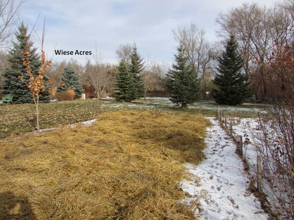 Wiese Acres Mulching Strawberry Beds for the Winter