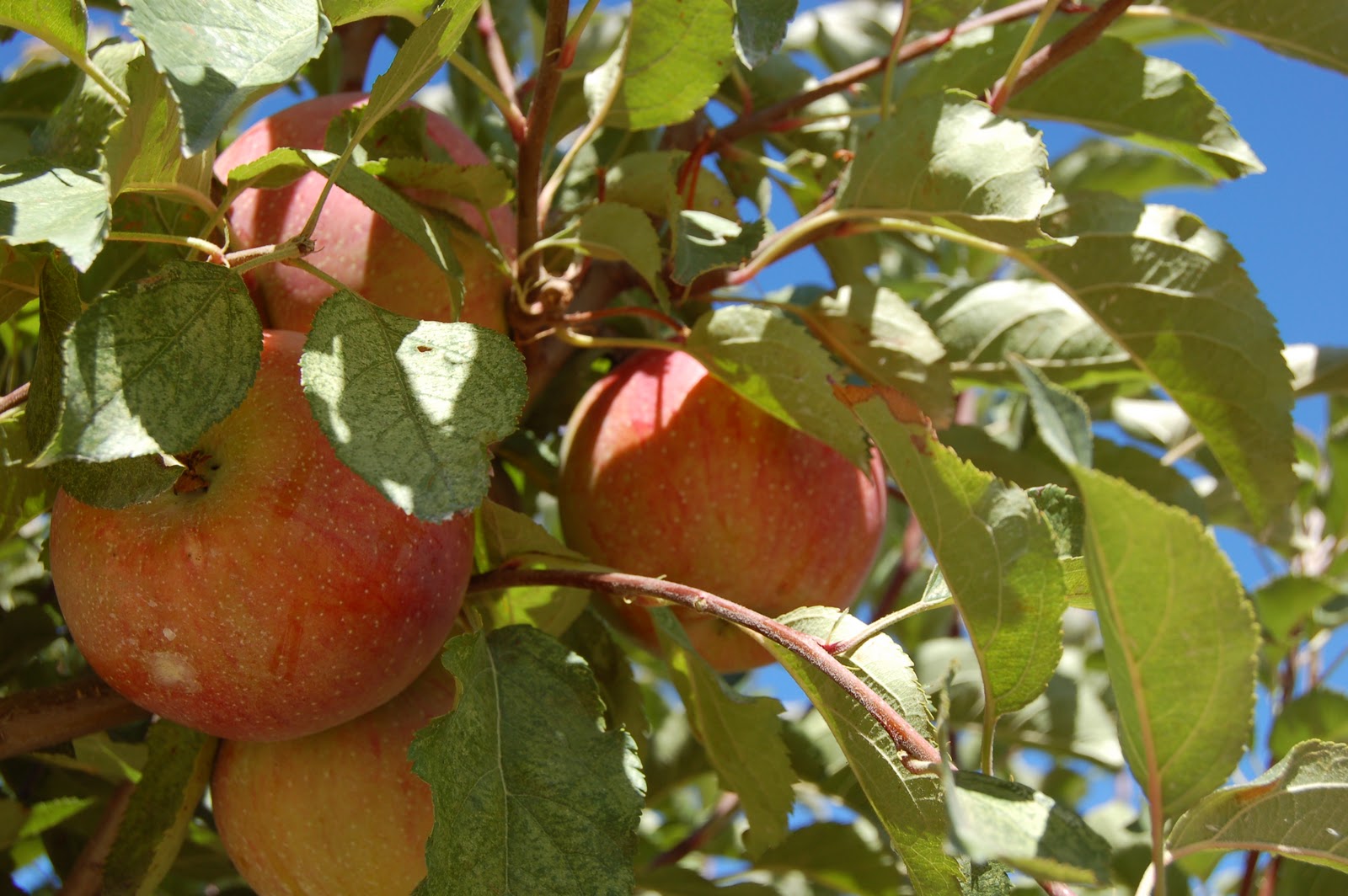 Today's Treasure by Jen Pommes de France, Apple Season