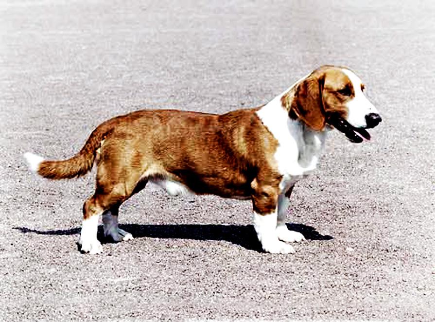 Westphalian Dachsbracke