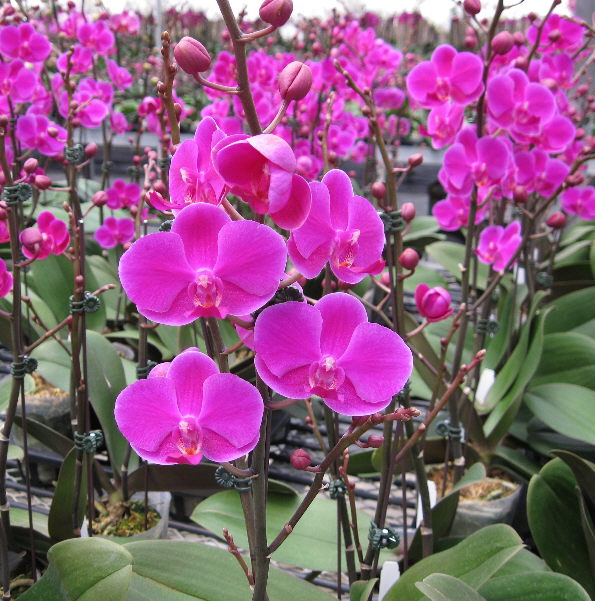 Ten of the Most Beautiful Orchid Flowers Orchidaceous! Orchid Blog