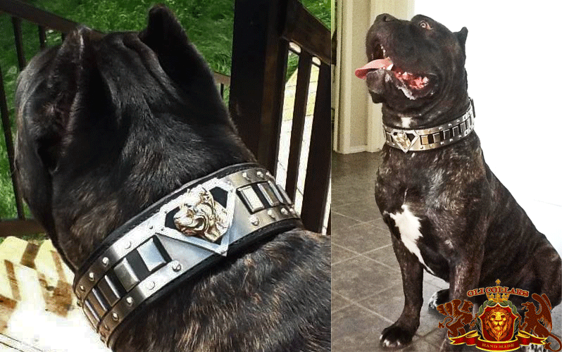 Oli Collars For Dog On Sale Oli Collars For Dog On Sale