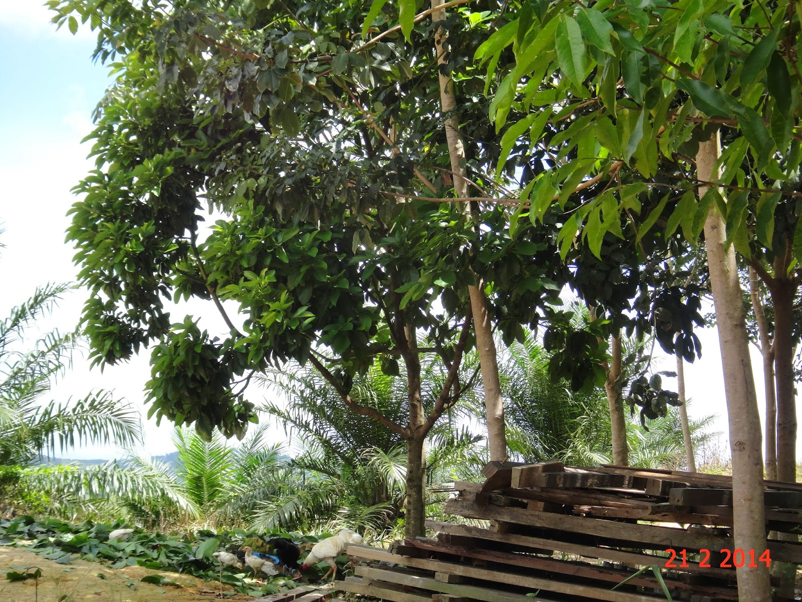 Experimental Farming Propagating Avocado Cuttings.