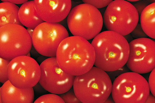 Tomates rojos - Red tomatoes (wallpapers de 1920x1080)