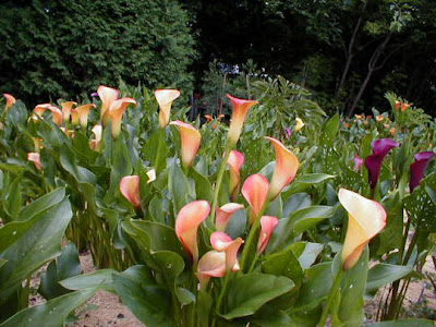 Calla Neroli image