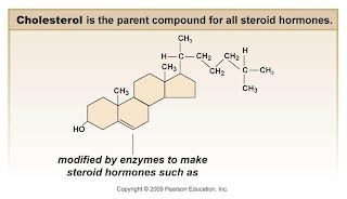 Estrogen testosterone cholesterol and other steroids are examples of