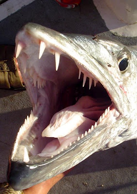Big Fishes of the Worl...