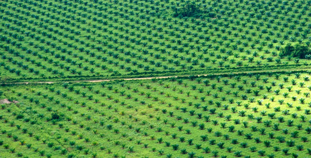 campos de palma africana por Hachero