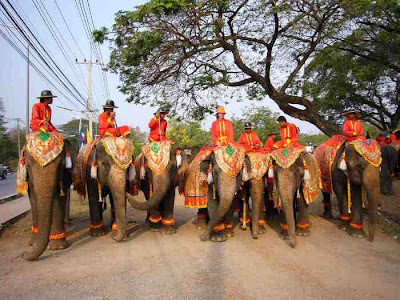 Thailand Elephant Day Photos...