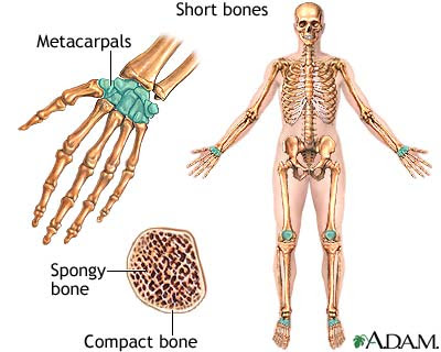 Madara's Epic Battle Between Anatomy and Physiology: Bone Stucture