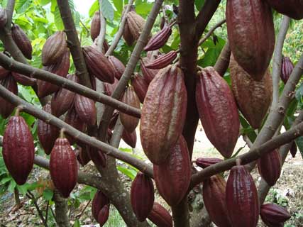 Karet kelapa sawit dan cengkeh merupakan contoh tanaman hasil