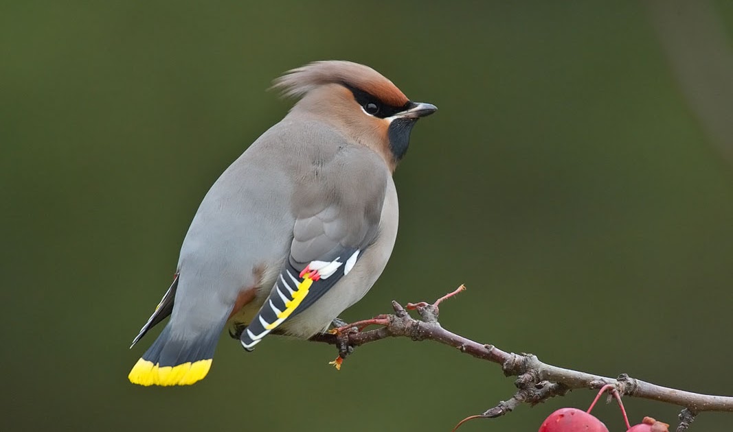 MARIGUARI: AMPELIS EUROPEO (Bombycilla garrulus)