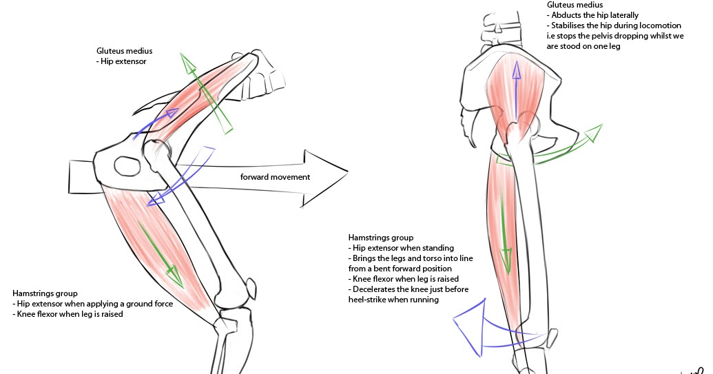 Anthro Anatomica: Standing upright - Part I