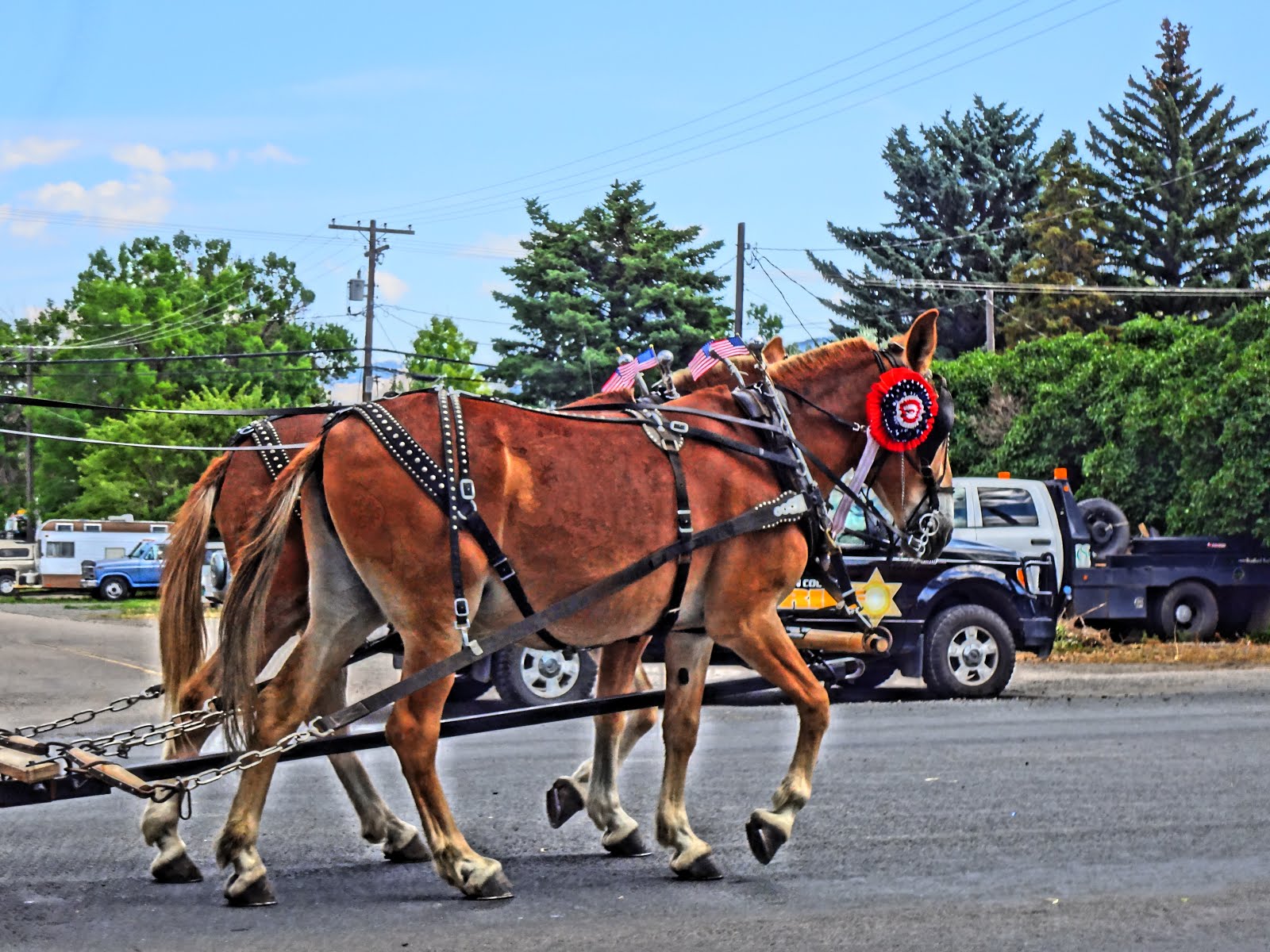 Mules in Montana Parade