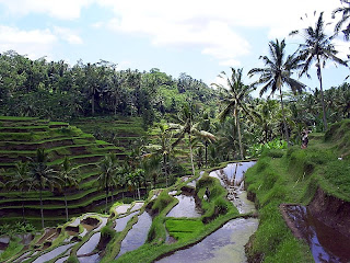 Rice Terrace Tegallalang